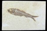 Detailed Fossil Fish (Knightia) - Wyoming #99404-1